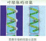 高中生物光合作用的基本过程