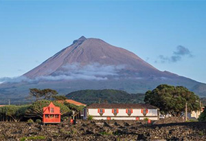 火山葡萄酒是什么？