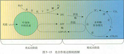 高中生物光合作用的基本过程