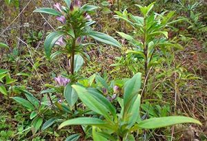 龙胆草可以用来泡酒吗？龙胆草有哪些功效和作用 