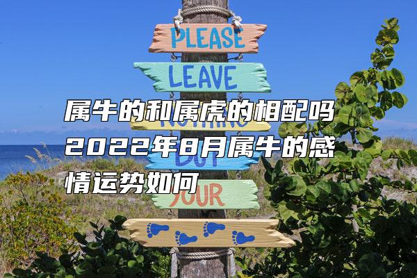 属牛的和属虎的相配吗 2022年8月属牛的感情运势如何