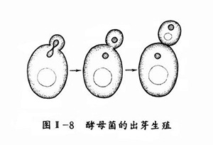 酿酒中的酵母菌来自哪里?