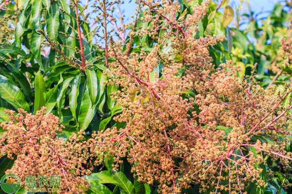 芒果控梢促花的方法 