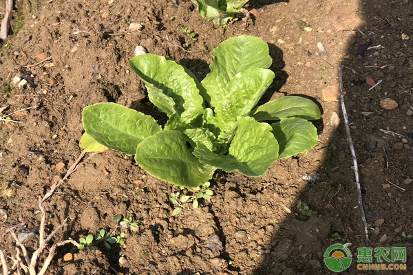 夏季大白菜种植需要注意这几点！ 