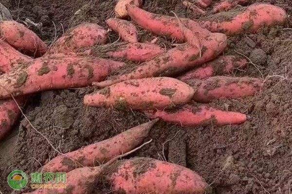 种植红苕需要什么土壤？ 