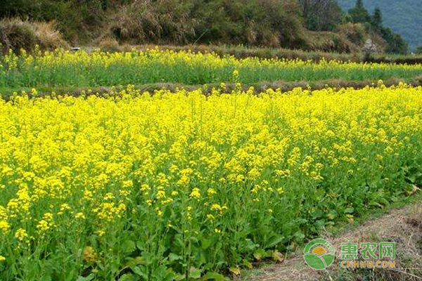 8月油菜田间管理技术 