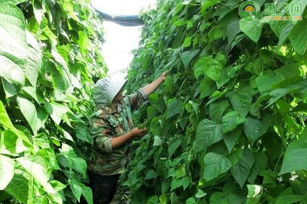 菜豆锈病有哪些病原特征？ 