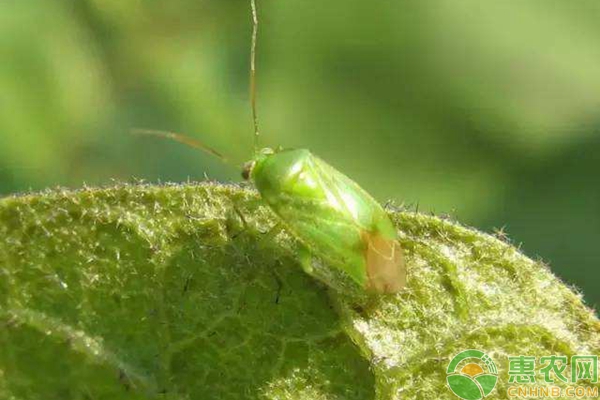 山药绿盲蝽蟓怎么防治？ 