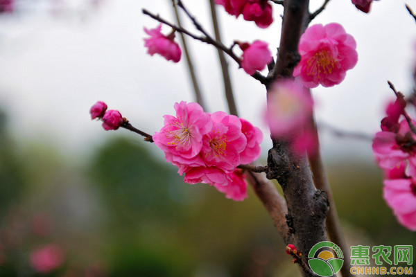 桃花什么时候开？花期怎么养护？ 