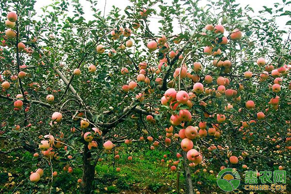 9月苹果树管理方法 