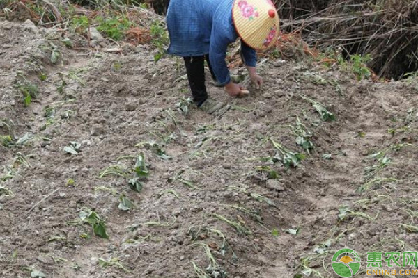 红薯苗出土几天能剪栽？红薯苗有哪些种植方法？ 