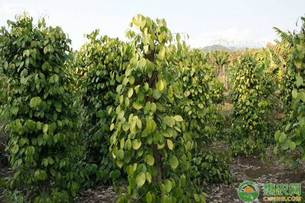 种植胡椒各阶段如何施肥？ 