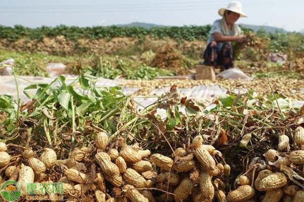 夏播花生高产种植方案 