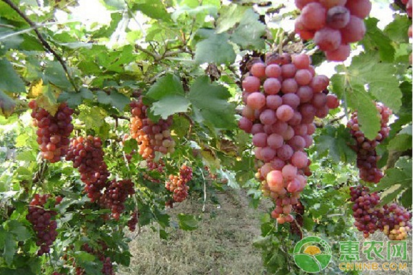 8月葡萄种植管理要点 