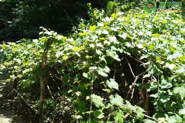 6月葡萄树种植管理要点 