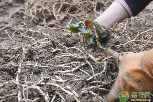 折耳根怎么种植产量高？ 