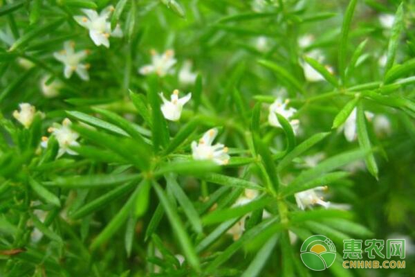 天门冬除草用啥除草剂？ 