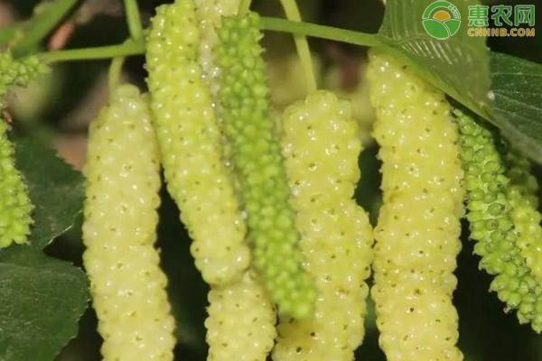 香金葚种植技术 