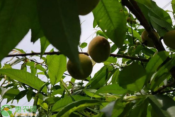 夏季果树浇水注意事项 