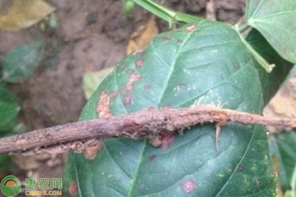 豆角根腐病发生特点及防治方法 