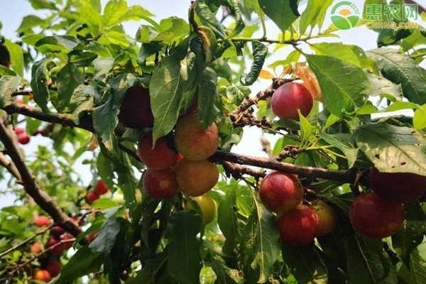 5月李子树种植管理要点 