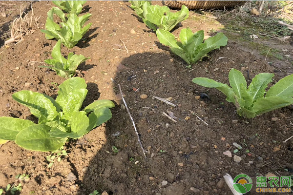 夏白菜栽培技术要点 