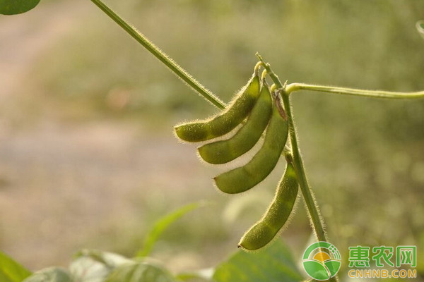 黄豆的种植时间及方法 