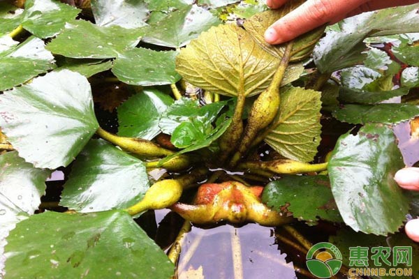 菱角的种植时间及方法 