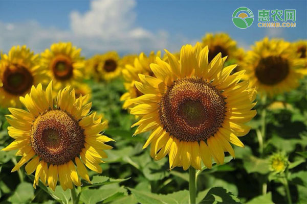 8月葵花籽田间管理要点 