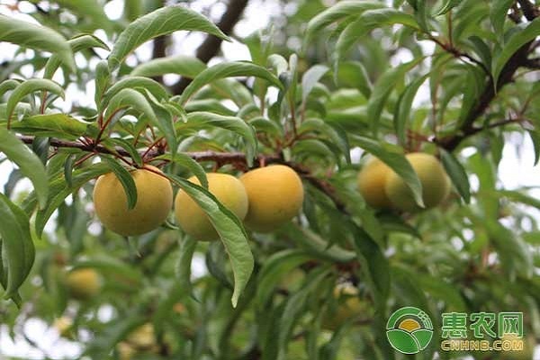 7月份李子树管理 