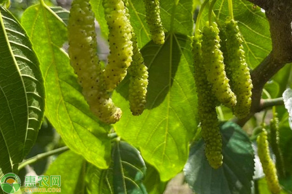 香金葚种植技术 