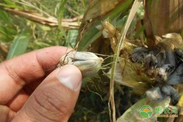 玉米喜欢在哪种土壤里生长？易发生的病虫害有哪些？ 