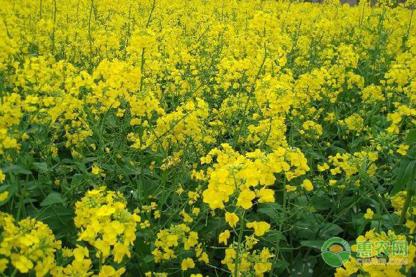 8月油菜田间管理技术 