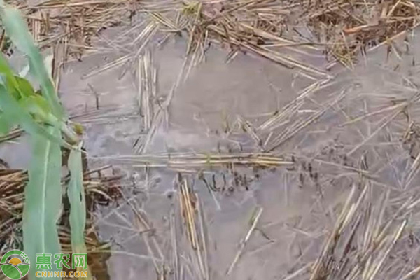 夏播玉米遇到强降雨田间怎么管理？ 