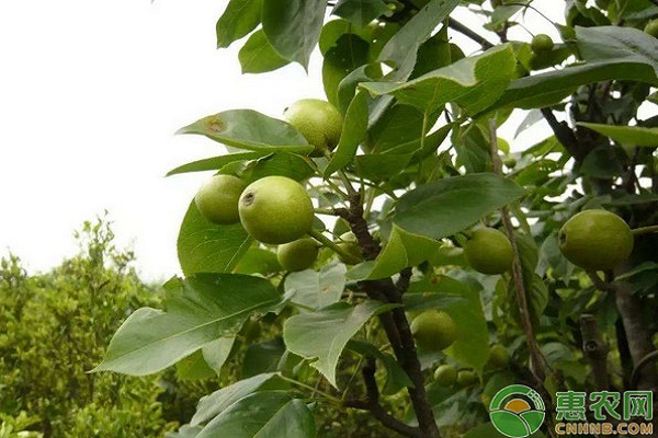 5月梨树管理方案 