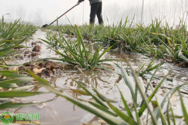 小麦黄叶病用什么药治疗？ 