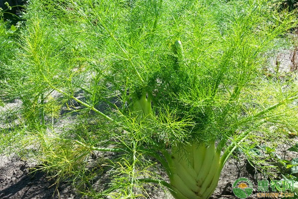 北方秋天露地种什么菜最好？ 