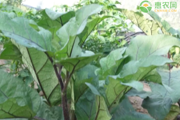 露地茄子高产栽培技术 