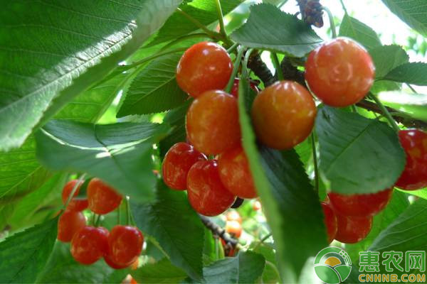 8月樱桃树种植管理要点 