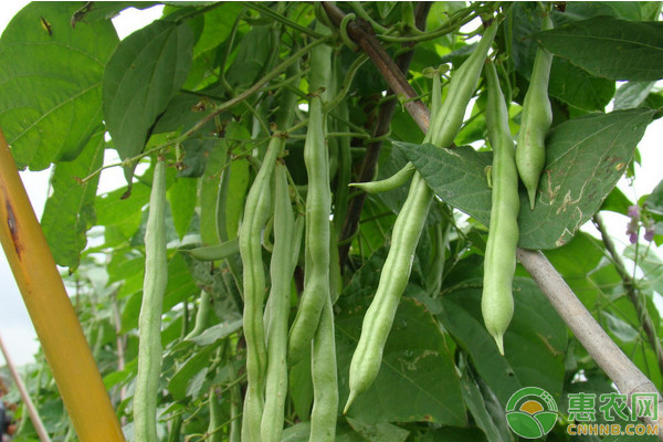 芸豆的田间管理要点 