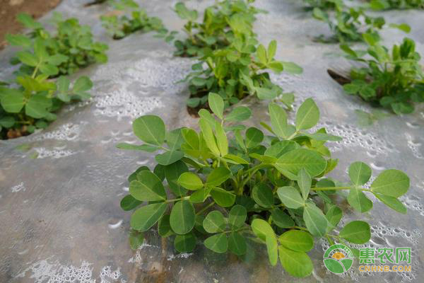 花生红蜘蛛危害症状及防治用药 