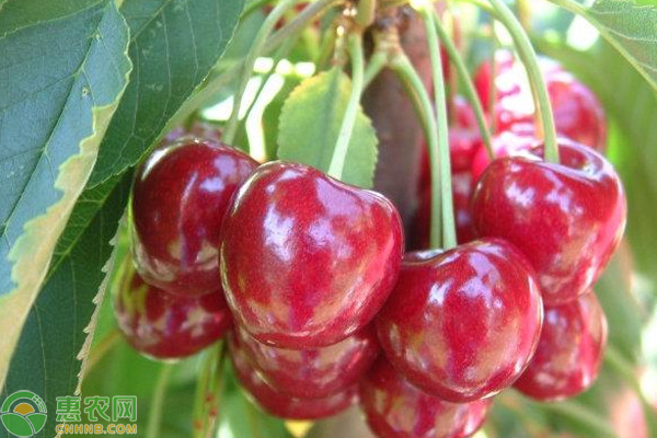 5月樱桃树种植管理要点 