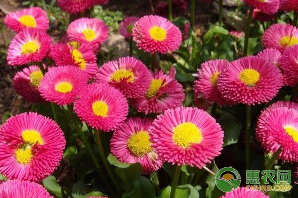 宿根太阳花冬季会发芽吗？ 