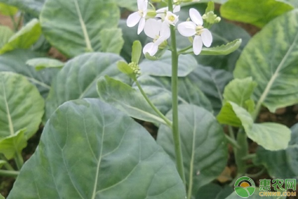 种植芥兰菜需做好哪些管理要点？ 