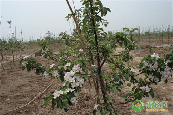 苹果红蜘蛛的危害症状及防治方法 