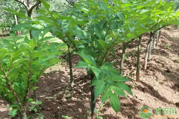 魔芋常见的病害及其防治方法 