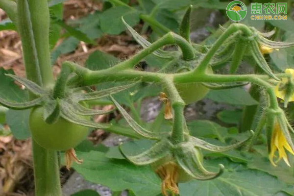 番茄果实膨大期怎样进行肥水管理？ 