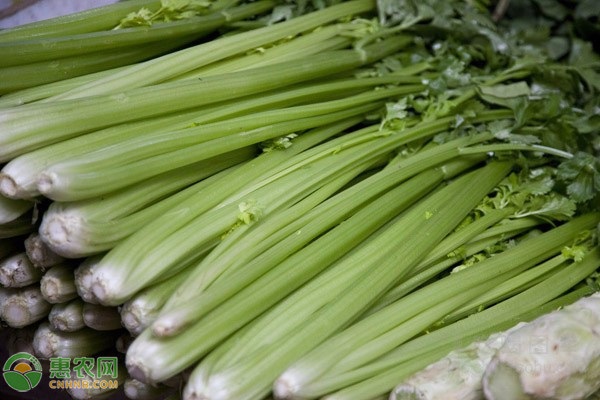 芹菜大棚栽培技术要点 