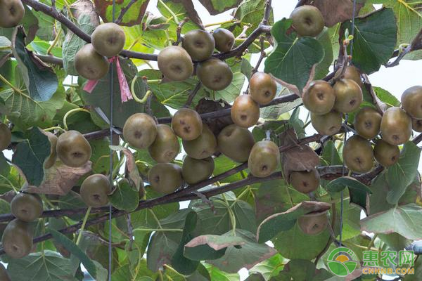 10月猕猴桃种植管理要点 