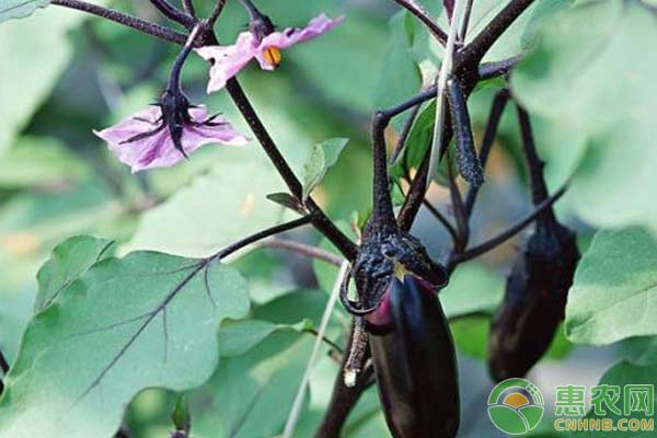 6月露地茄子管理方法 